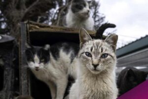 300 000 animaux abandonnés
