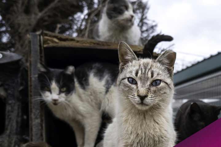 300 000 animaux abandonnés