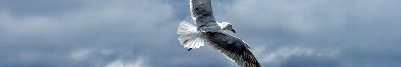 banniere_mouette banniere_mouette